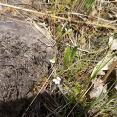 white bog violet photo