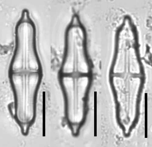 Stauroneis smithii