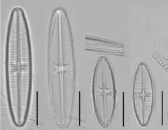 Lemnicola hungarica thumbnail 3