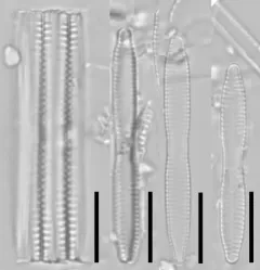 Fragilaria mesolepta thumbnail 3
