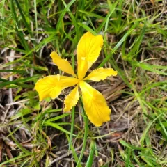 Del Norte County iris thumbnail 2