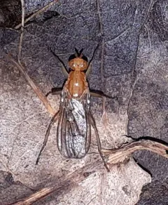 Dryomyza simplex thumbnail 2