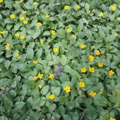 northern green-and-gold thumbnail 4