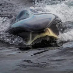 Sei Whale thumbnail 3
