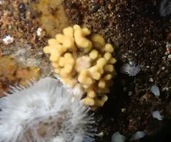 northern staghorn bryozoan thumbnail 3