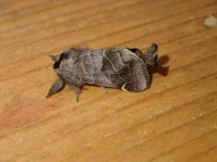 Clostera multnoma thumbnail 4