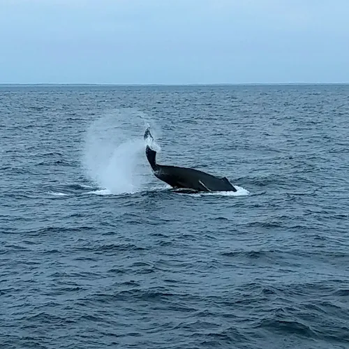 Humpback Whale
