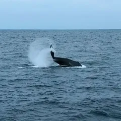 Humpback Whale thumbnail 1
