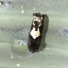 Bidens Borer Moth thumbnail 2