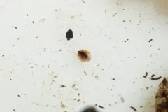 Holarctic Clam Shrimp thumbnail 1