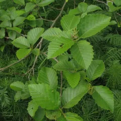 Red Alder thumbnail 4