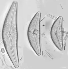 Cymbella mexicana thumbnail 4