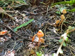 Galerina pseudocamerina thumbnail 2