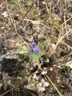 downy pincushionplant thumbnail 2