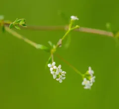 Bog Bedstraw thumbnail 2