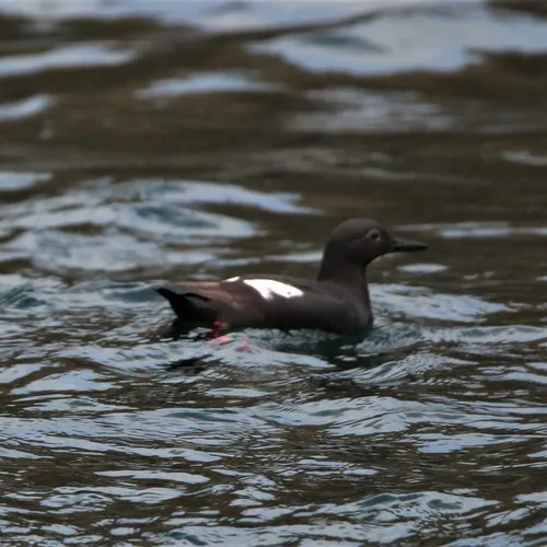Pigeon Guillemot