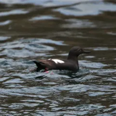 Pigeon Guillemot thumbnail 1
