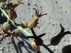 Heartleaf Twistflower thumbnail 4