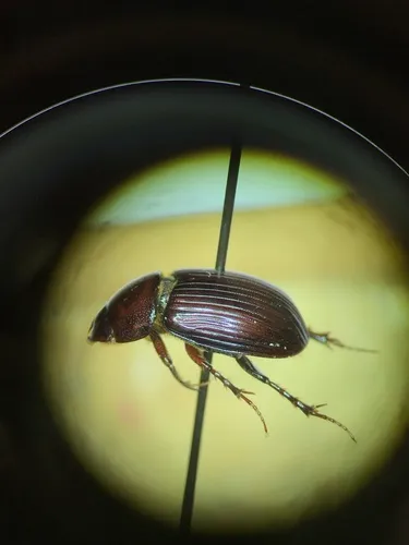 Dellacasiellus concavus