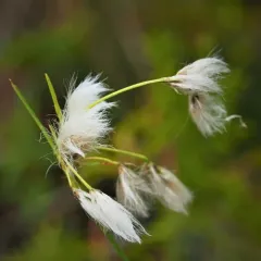 green-keeled cottongrass thumbnail 3