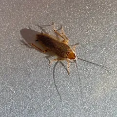 Ectobius lucidus thumbnail 3