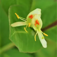 swamp fly honeysuckle thumbnail 4
