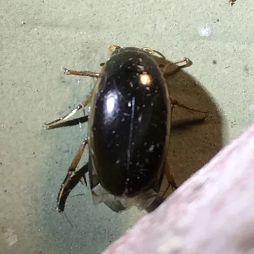 Lateral-lined Water Beetle