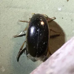 Lateral-lined Water Beetle thumbnail 1