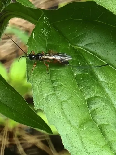 Odontocolon ochropus