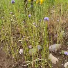 bluehead gilia thumbnail 4