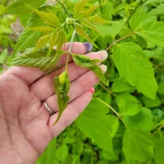 box elder gall midge thumbnail 4