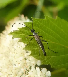 Strangalia acuminata thumbnail 1