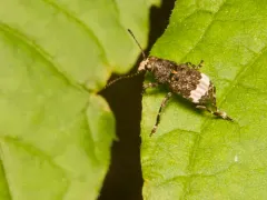 Eurymycter fasciatus thumbnail 3
