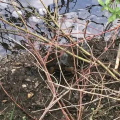 Wood Turtle thumbnail 4