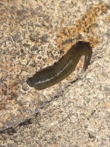 Haemopis marmorata