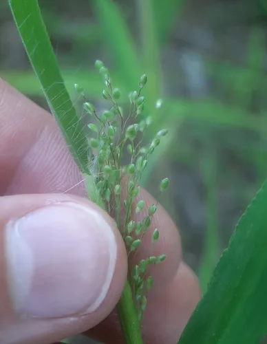 hairy rosette-panicgrass