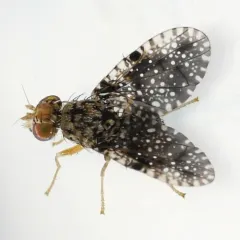 Xanthomyia platyptera thumbnail 1