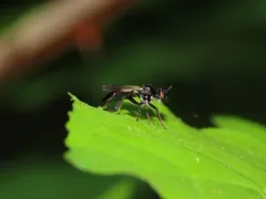 Eudioctria brevis thumbnail 1