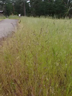 annual hairgrass thumbnail 3