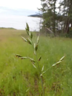 Meadow Brome thumbnail 3