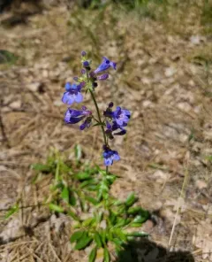 Sulphur Penstemon thumbnail 4