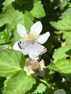 Cerulean Looper Moth thumbnail 3