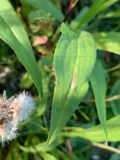Scrobipalpula sacculicola thumbnail 1