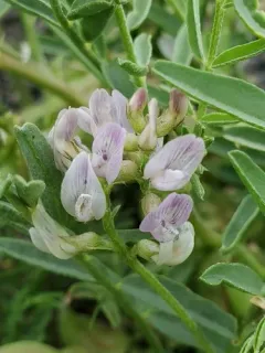 Geyer's milkvetch thumbnail 2
