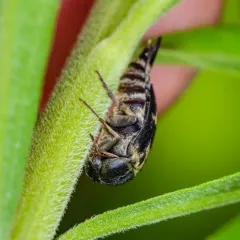 Eye-spotted Tumbling Flower Beetle thumbnail 1