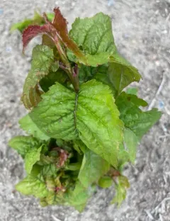 Black Cherry Aphid thumbnail 3