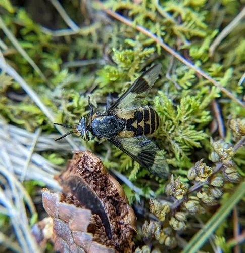 Beautiful Deer Fly