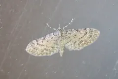 Eupithecia longipalpata thumbnail 3