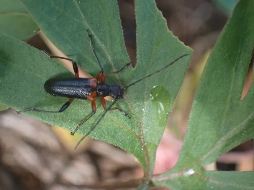 Cortodera militaris