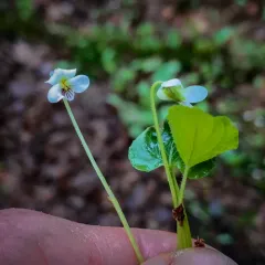 sweet white violet thumbnail 4